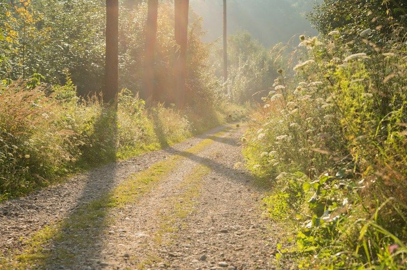 Chemin de terre baigné de soleil entre les arbres d'une forêt